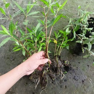 Cây cỏ mực (dược liệu) làm giống.