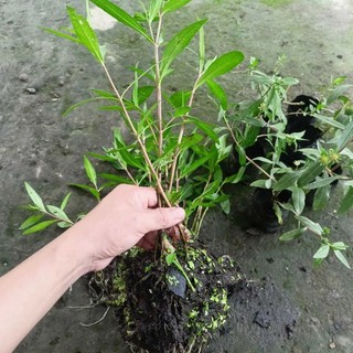 Cây cỏ mực (dược liệu) làm giống.