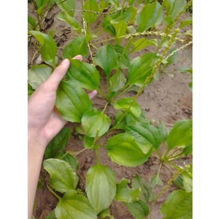 Cây bông mã đề (dược liệu) làm giống.