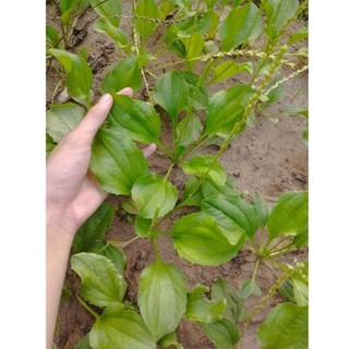 Cây bông mã đề (dược liệu) làm giống.