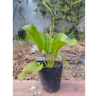 Cây bông mã đề (dược liệu) làm giống.