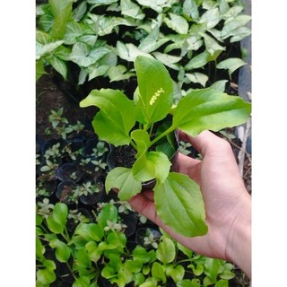 Cây bông mã đề (dược liệu) làm giống.