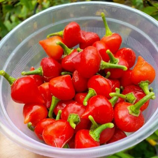 Hạt giống Ớt trái tim (15 hạt)