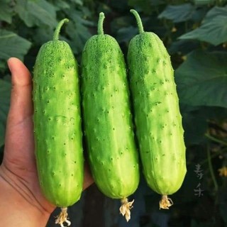 [ Gói 40 hạt] DƯA CHUỘT NẾP NON f1 nhập khẩu Thái Lan,  giống sai quả , giòn ,ngọt , thanh mát.