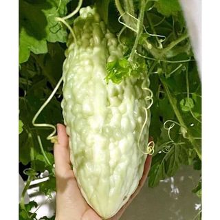 Hạt giống mướp đắng trắng dài f1! gói 10 hạt