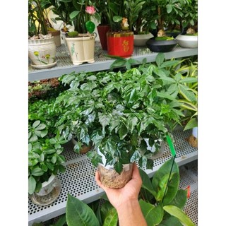 Cây Hạnh Phúc để bàn - cây trồng thủy sinh