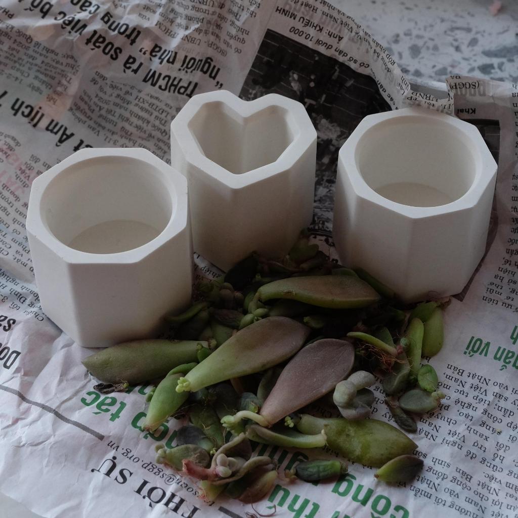 Set 3 Chậu Thạch Cao kèm Mầm Sen Đá