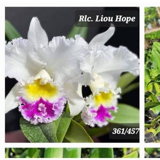 Cát Liou Hope hoa to thơm cây trưởng thành sắp hoa