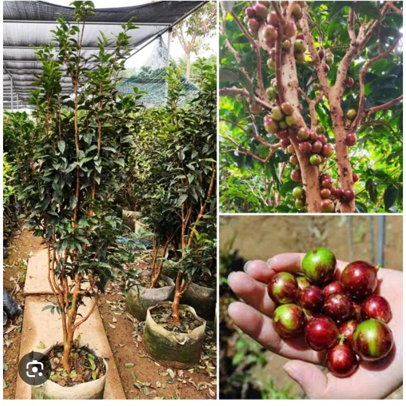 NHO THÂN GỖ 12 VỤ TRƯỞNG THÀNH