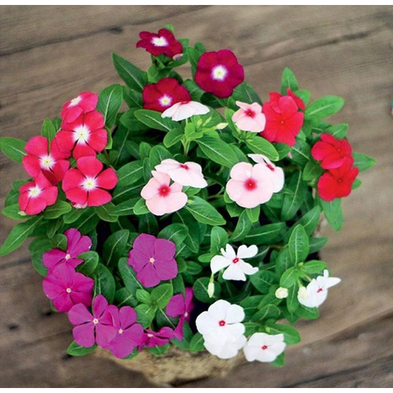 Hạt giống hoa dừa cạn rủ