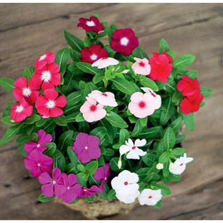 Hạt giống hoa dừa cạn rủ