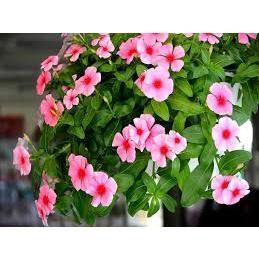 Hạt giống hoa dừa cạn rủ