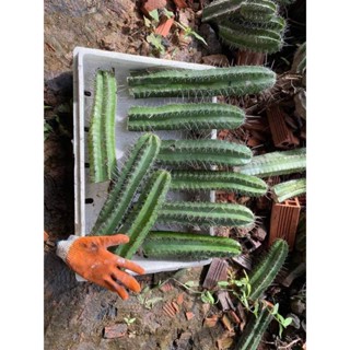 XƯƠNG RỒNG 6 CẠNH CẮT NHÁNH 20 CM giá rẻ.🌵