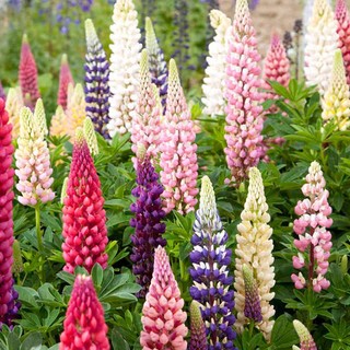 [100 Hạt] Hạt giống hoa đậu Lupin