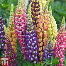 [100 Hạt] Hạt giống hoa đậu Lupin