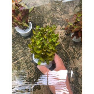 Cây thủy sinh lệ nhi -20k/12 ngọn