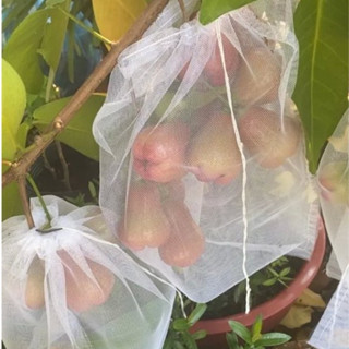  Túi Lưới Bao Chùm Mận Nho Bưởi Xoài Dưa Lưới ,... Kích Thước 25*35cm Bao Bọc Trái Cây 