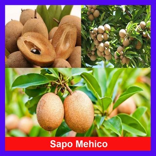 Cây hồng xiêm mexico - cây sapoche mexico cây ăn quả ra trái siêu sớm sau 6 tháng