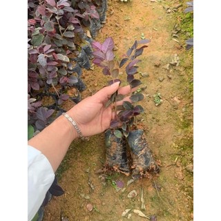 Cây hồng phụng giống