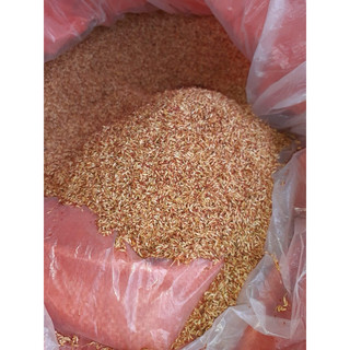 hạt mác púp Cao Bằng 500 gam