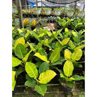 Đế Vương vàng