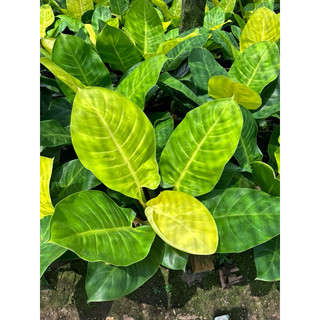 Đế Vương vàng