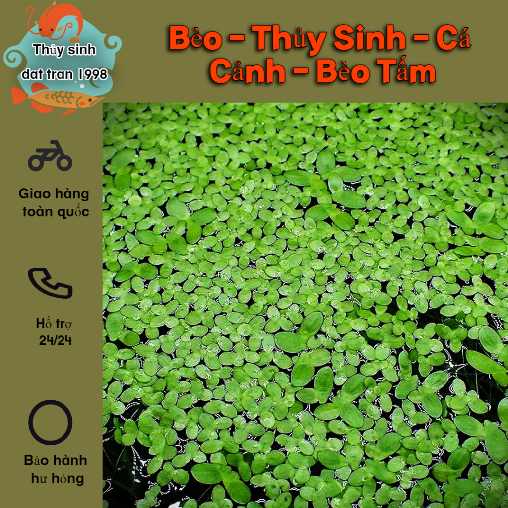 Bèo - Thủy Sinh - Cá Cảnh - Bèo Tấm