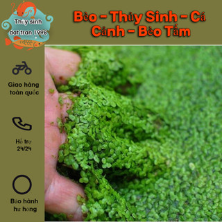 Bèo - Thủy Sinh - Cá Cảnh - Bèo Tấm