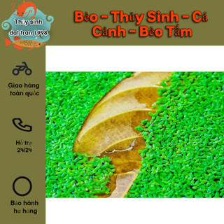 Bèo - Thủy Sinh - Cá Cảnh - Bèo Tấm