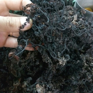 100g Rong biển nấu SÂM siêu khô, siêu nhẹ nấu 5 lít nước Sâm