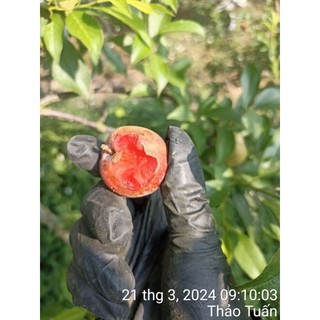 Mận hậu sơn la combo 2kg