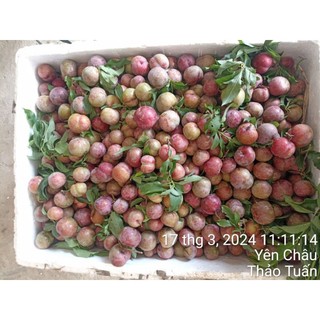 Mận hậu 1kg