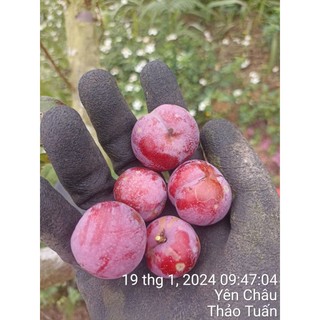 Mận hậu 1kg
