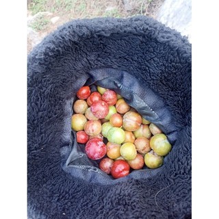 Mận hậu 1kg