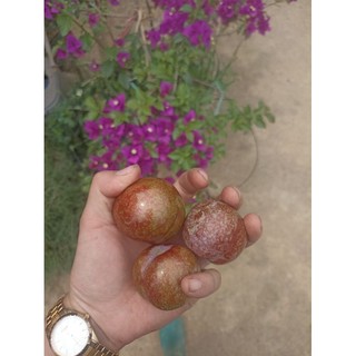 Mận hậu sơn la combo 2kg