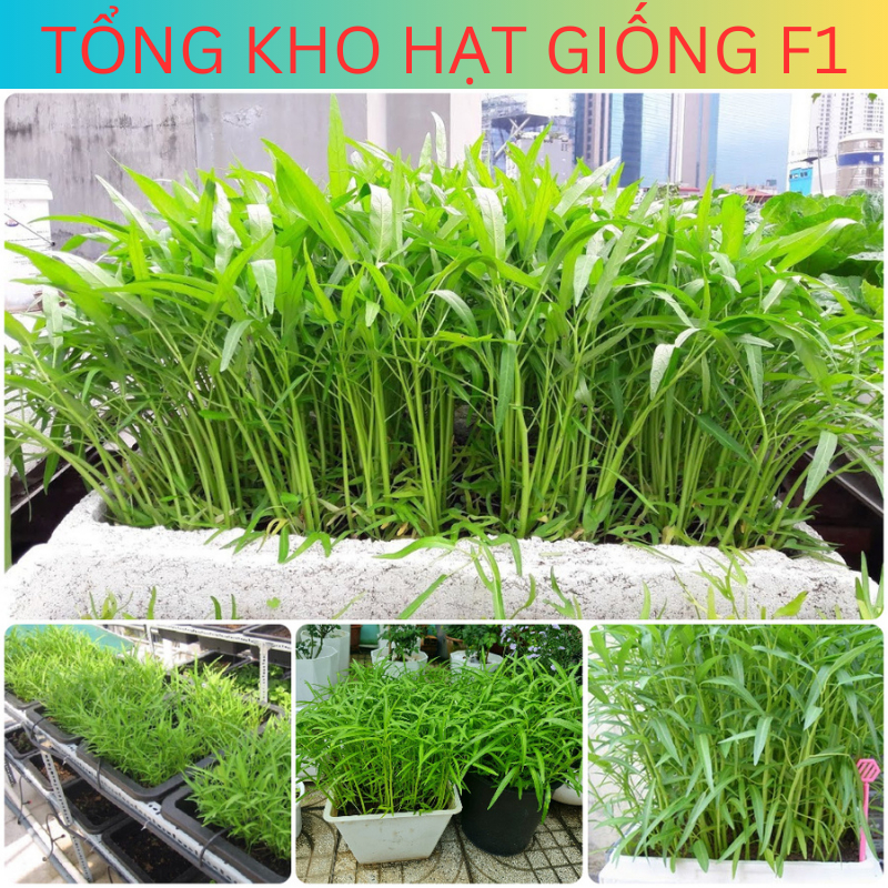 Hạt giống rau muống lá tre, rau muống cạn (tặng phân bón)