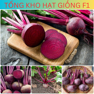 Hạt giống củ dền cao sản f1