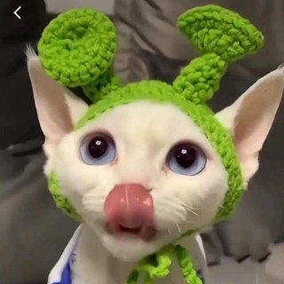 Mũ len cực xinh cho thú cưng 🥰