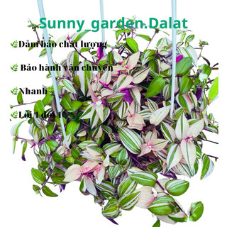 Chậu treo Thài lài var hồng trắng xanh