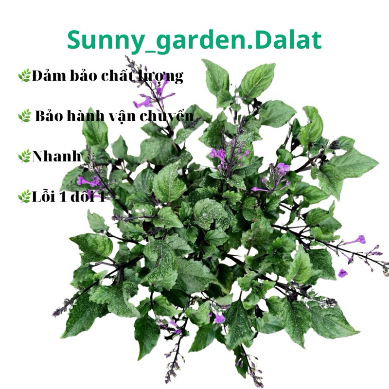Chậu mềm Mona Lavender - Hoa Mona Lavender