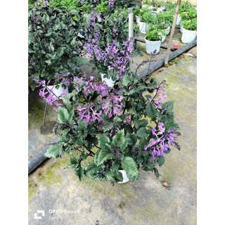 Chậu mềm Mona Lavender - Hoa Mona Lavender