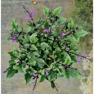 Chậu mềm Mona Lavender - Hoa Mona Lavender