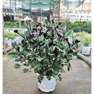 Chậu mềm Mona Lavender - Hoa Mona Lavender