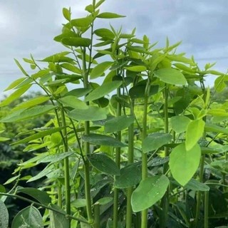 35 Hạt giống Rau Ngót siêu ngọn