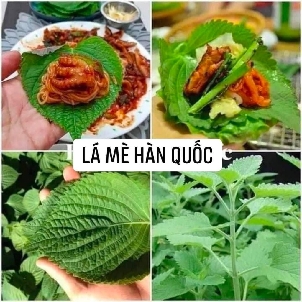 100 Hạt giống lá Mè Hàn Quốc ( shop có bán cây giống Lá mè ạ, ăn thịt nướng ngon tuyệt )