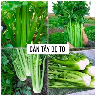 1000 hạt giống cần tây mỹ bẹ to / cần ép nước