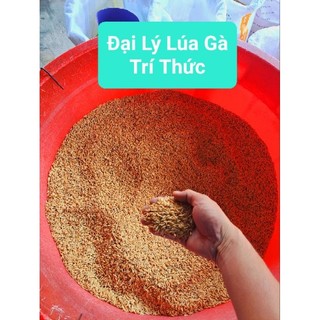 Lúa - thóc cho gà, vịt, ngan, ngỗng, chim cảnh, bồ câu, cu gáy, hamter ăn đã dê sạch, khô ráo để được lâu