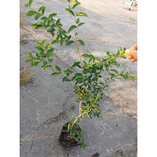 cây giống sơ ri