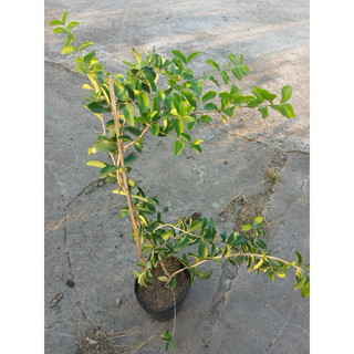 cây giống sơ ri