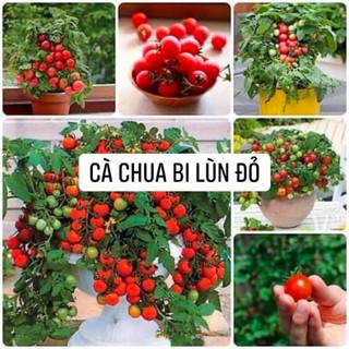 Hạt giống Cà Chua Bi Lùn Vàng / Đỏ ( đã tét độ nảy mầm, shop có bán cây giống cà chua bi lùn )